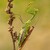Kudlanka nábožná (Mantis religio